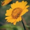 Bee on the sunflower